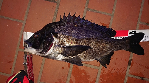 チヌの釣果