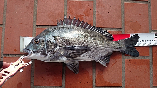 チヌの釣果