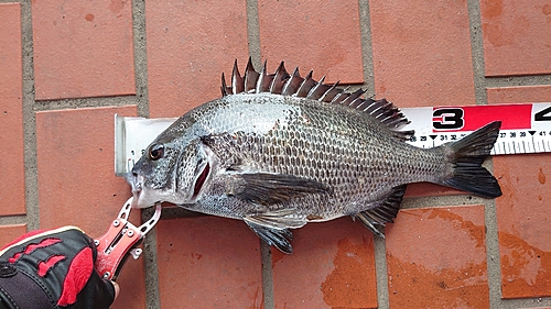 チヌの釣果