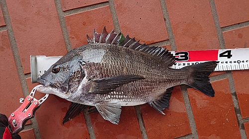 チヌの釣果