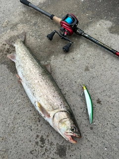 アメマスの釣果