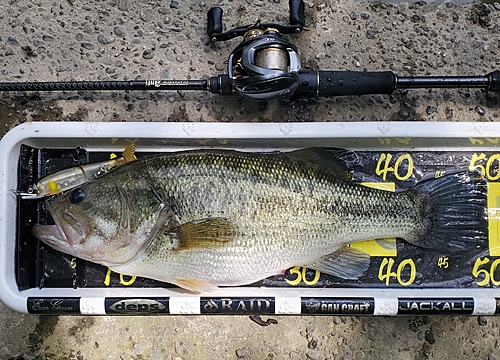 ブラックバスの釣果