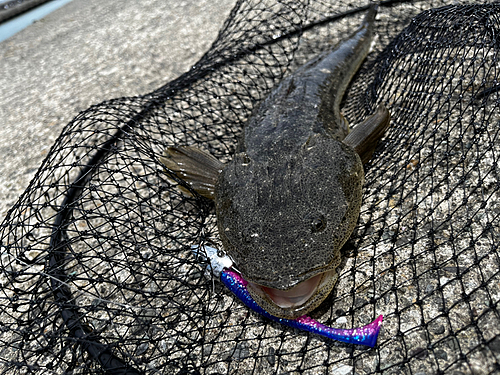 マゴチの釣果