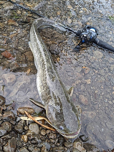 マナマズの釣果