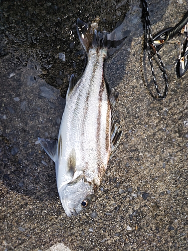 コトヒキの釣果