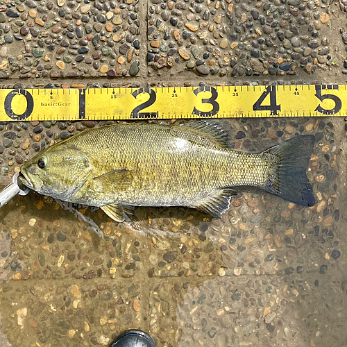 スモールマウスバスの釣果