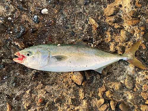 ワカシの釣果