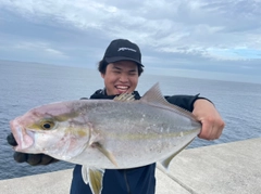 カンパチの釣果