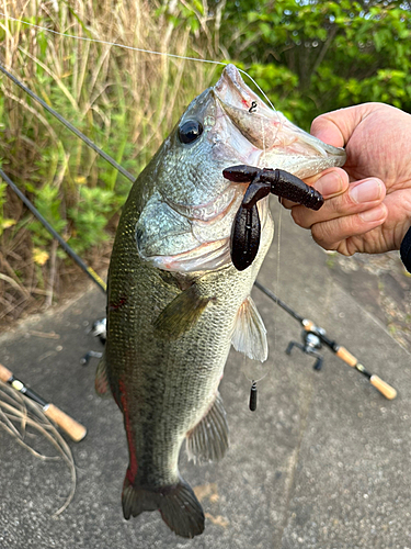 ブラックバスの釣果