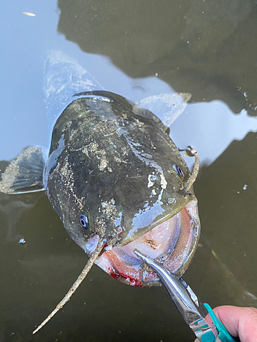 ナマズの釣果