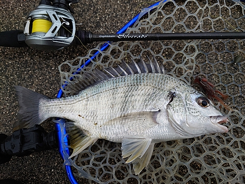 キビレの釣果