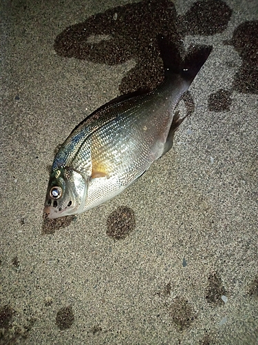 マタナゴの釣果