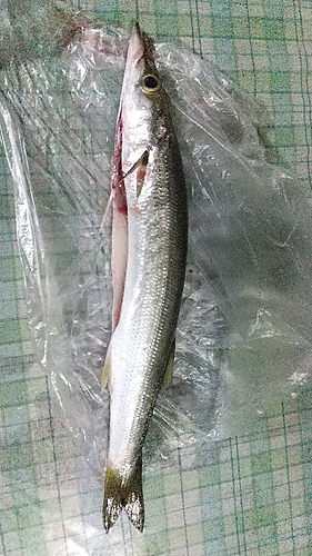 カマスの釣果