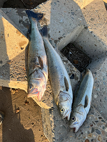 シーバスの釣果