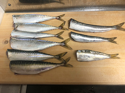 サバの釣果