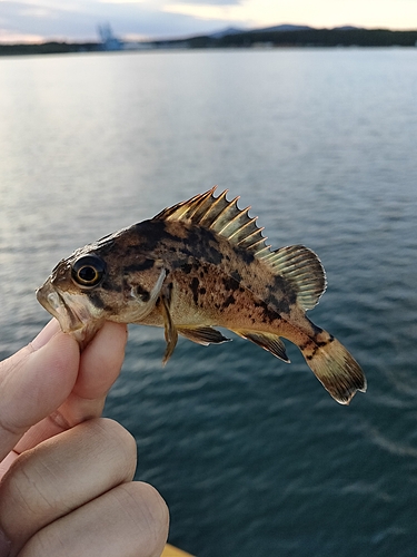 ソイの釣果