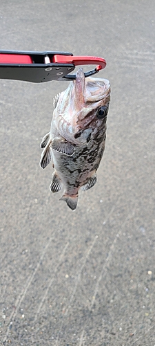 クロソイの釣果