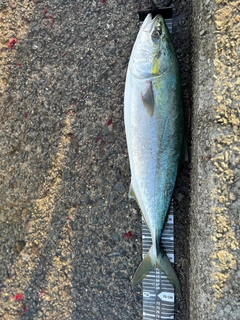 メジロの釣果