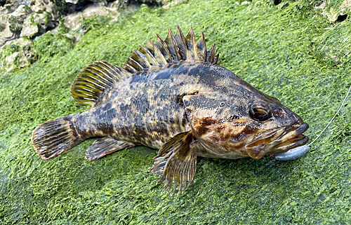 ベッコウゾイの釣果