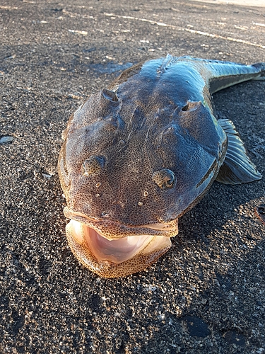 マゴチの釣果