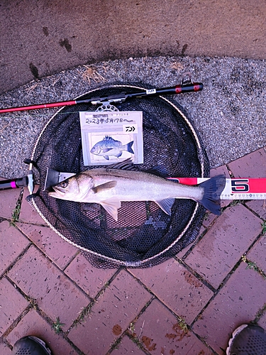 シーバスの釣果