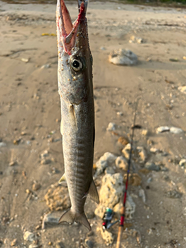 カマスの釣果