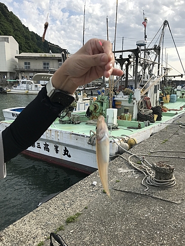 キスの釣果