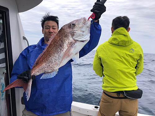 マダイの釣果