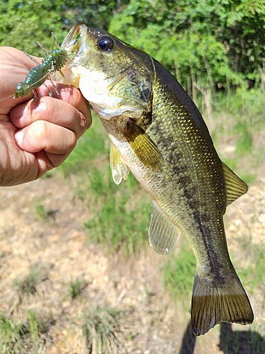 ブラックバスの釣果