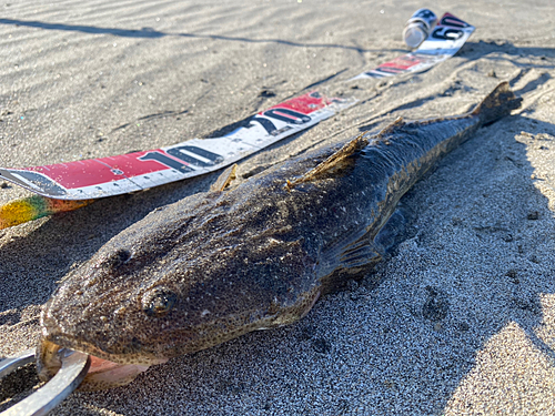 マゴチの釣果