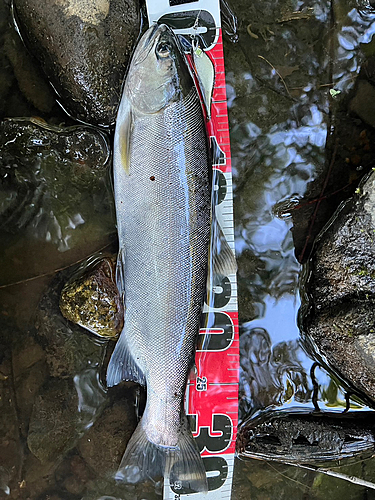 ヤマメの釣果