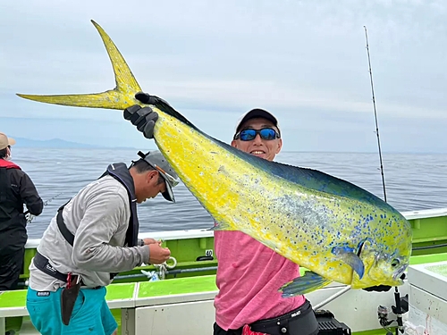 シイラの釣果