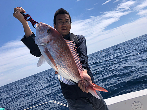 マダイの釣果