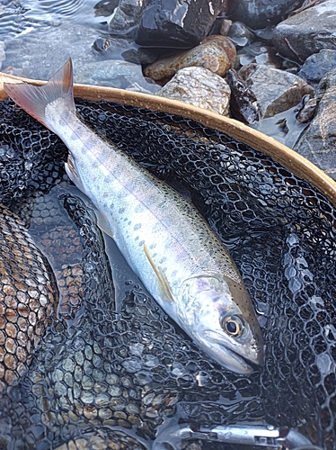 ヤマメの釣果