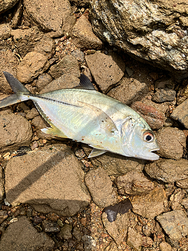 メッキの釣果