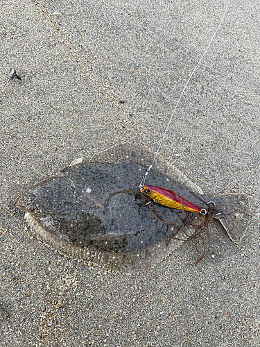 カレイの釣果