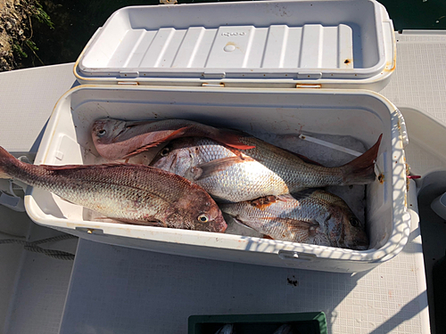 マダイの釣果