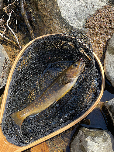 ヤマメの釣果