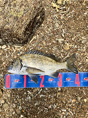 ミナミクロダイの釣果