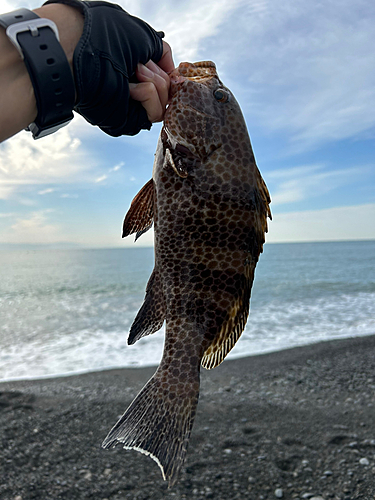 オオモンハタの釣果