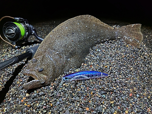 ヒラメの釣果