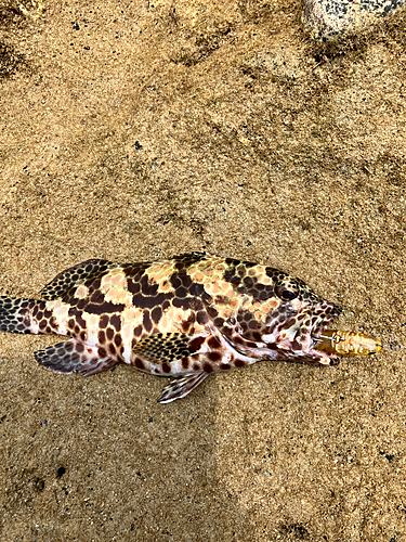 カンモンハタの釣果