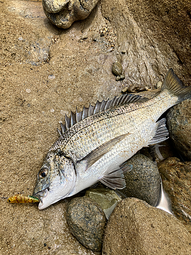 ミナミクロダイの釣果