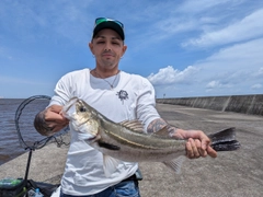 セイゴ（マルスズキ）の釣果