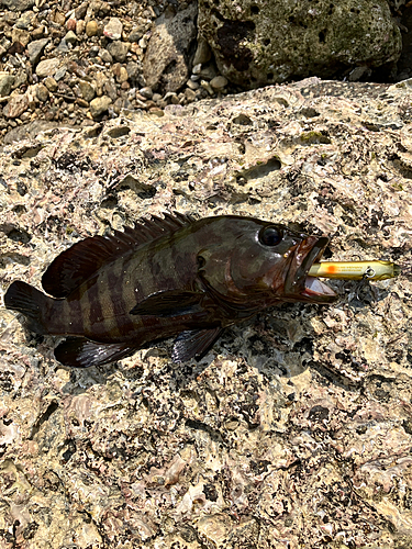 ヤミハタの釣果