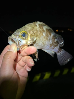 シロメバルの釣果