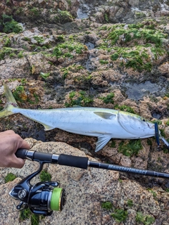 メジロの釣果