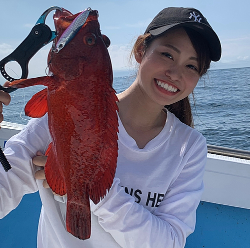 アザハタの釣果