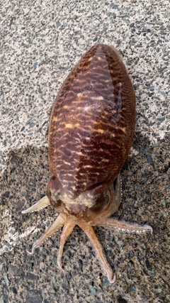 コウイカの釣果