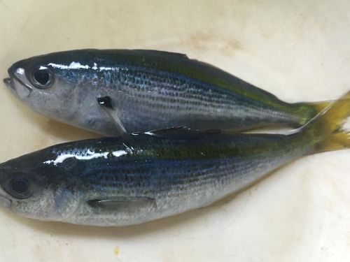 タカベの釣果